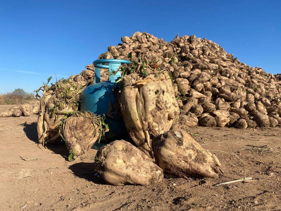 Tarlasına ektiği sebzelerin son halini görünce aklı durdu! Mutfak tüpüyle yan yana koyup kıyasladı, görüntüler şaşırttı 7